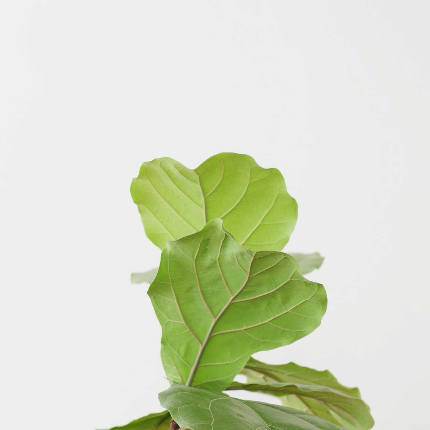 fiddle leaf fig houseplants