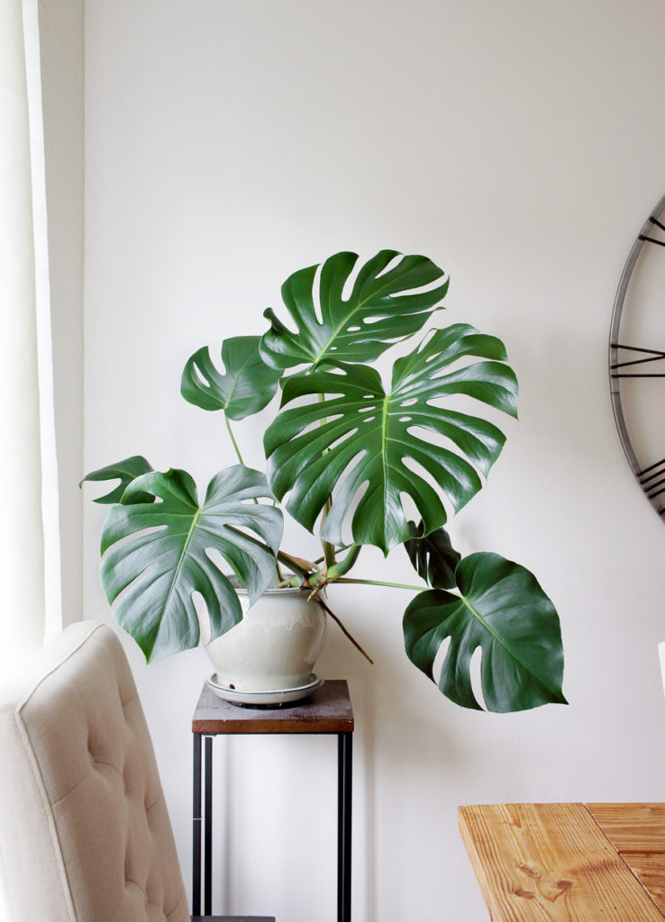 monstera